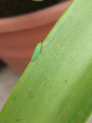 Draeculacephala minerva