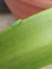 Draeculacephala minerva