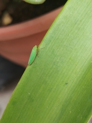 Draeculacephala minerva