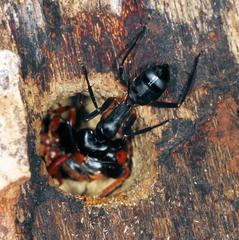 Camponotus sexpunctatus