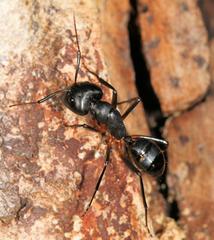 Camponotus sexpunctatus