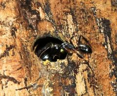Camponotus sexpunctatus