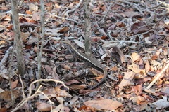 Zonosaurus laticaudatus