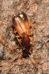 Paradromius linearis