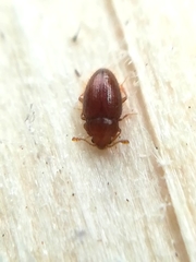 Mycetaea subterranea