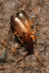 Paradromius linearis
