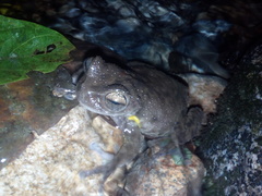 Plectrohyla chrysopleura