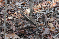 Zonosaurus laticaudatus