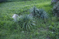 Yucca gloriosa tristis