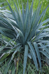 Yucca gloriosa tristis