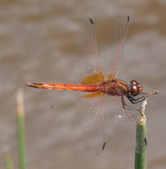 Trithemis pluvialis