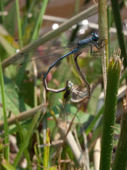 Pseudagrion spernatum natalense
