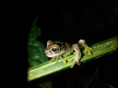 Plectrohyla chrysopleura