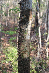 Commiphora aprevalii