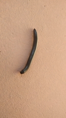 Ommatoiulus sabulosus aimatopodus