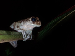 Plectrohyla chrysopleura