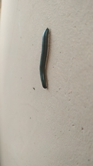 Ommatoiulus sabulosus aimatopodus