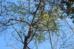 Commiphora aprevalii