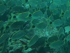 Haemulon steindachneri