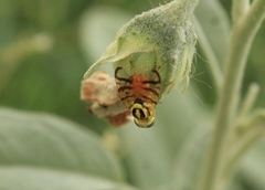 Zonosemata vittigera