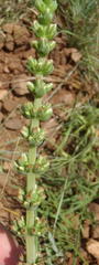 Crassula capitella nodulosa