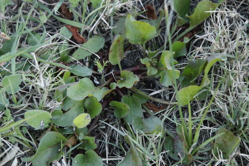 Emex australis iNat (3)