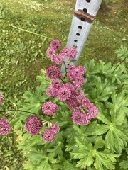 Astrantia major