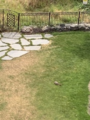 Marmota flaviventris