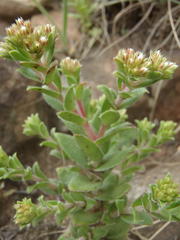 Crassula setulosa setulosa