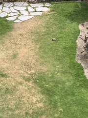 Marmota flaviventris