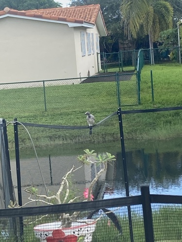 Blue Jay photographed in Florida