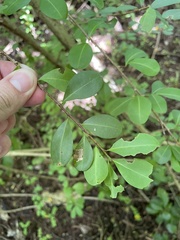 Erythroxylum brevipes