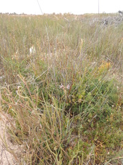Pelargonium pilosellifolium