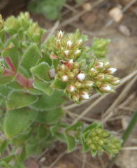 Crassula setulosa setulosa
