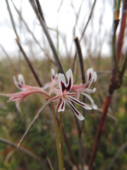 Pelargonium pilosellifolium