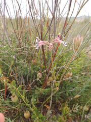 Pelargonium pilosellifolium