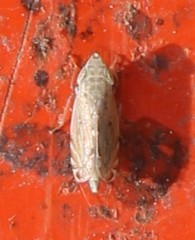 Flexamia