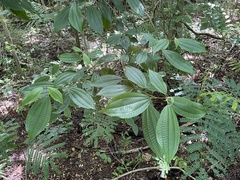 Miconia laevigata