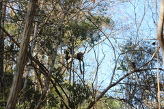 Eulemur rufifrons