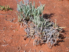 Agama hispida hispida