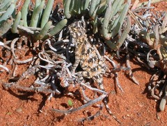 Agama hispida hispida