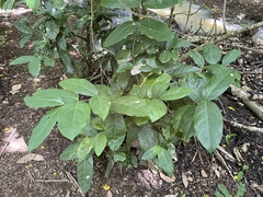 Heteropterys laurifolia