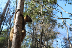 Eulemur rufifrons