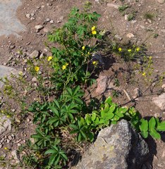 Potentilla pulcherrima