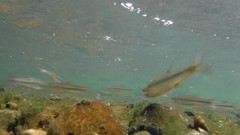 Pimephales notatus