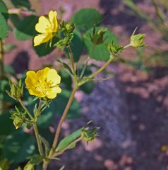 Potentilla pulcherrima