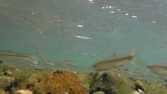 Pimephales notatus