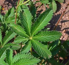Potentilla pulcherrima