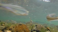Pimephales notatus