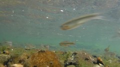 Pimephales notatus